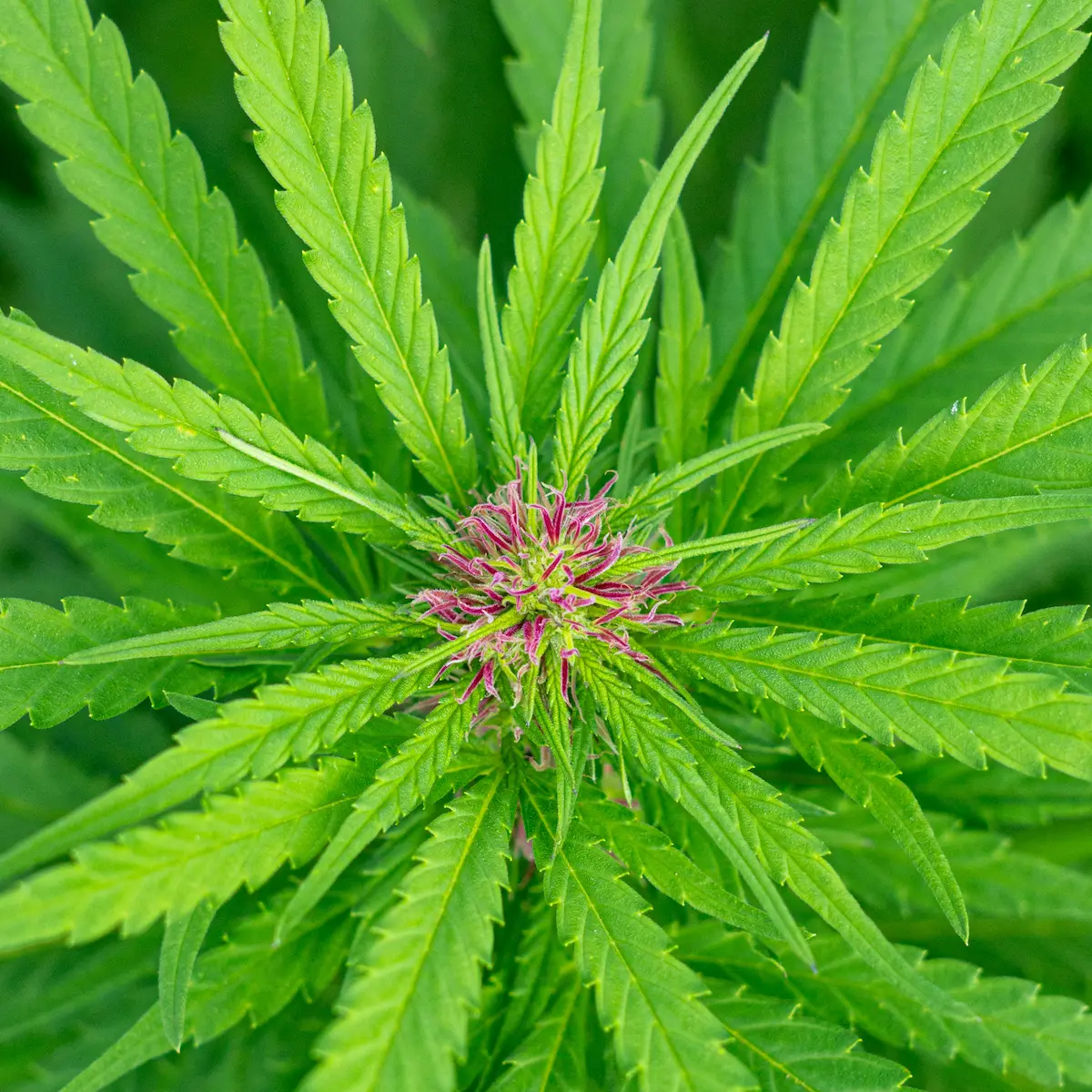 Primer plano de planta de cannabis floreciendo