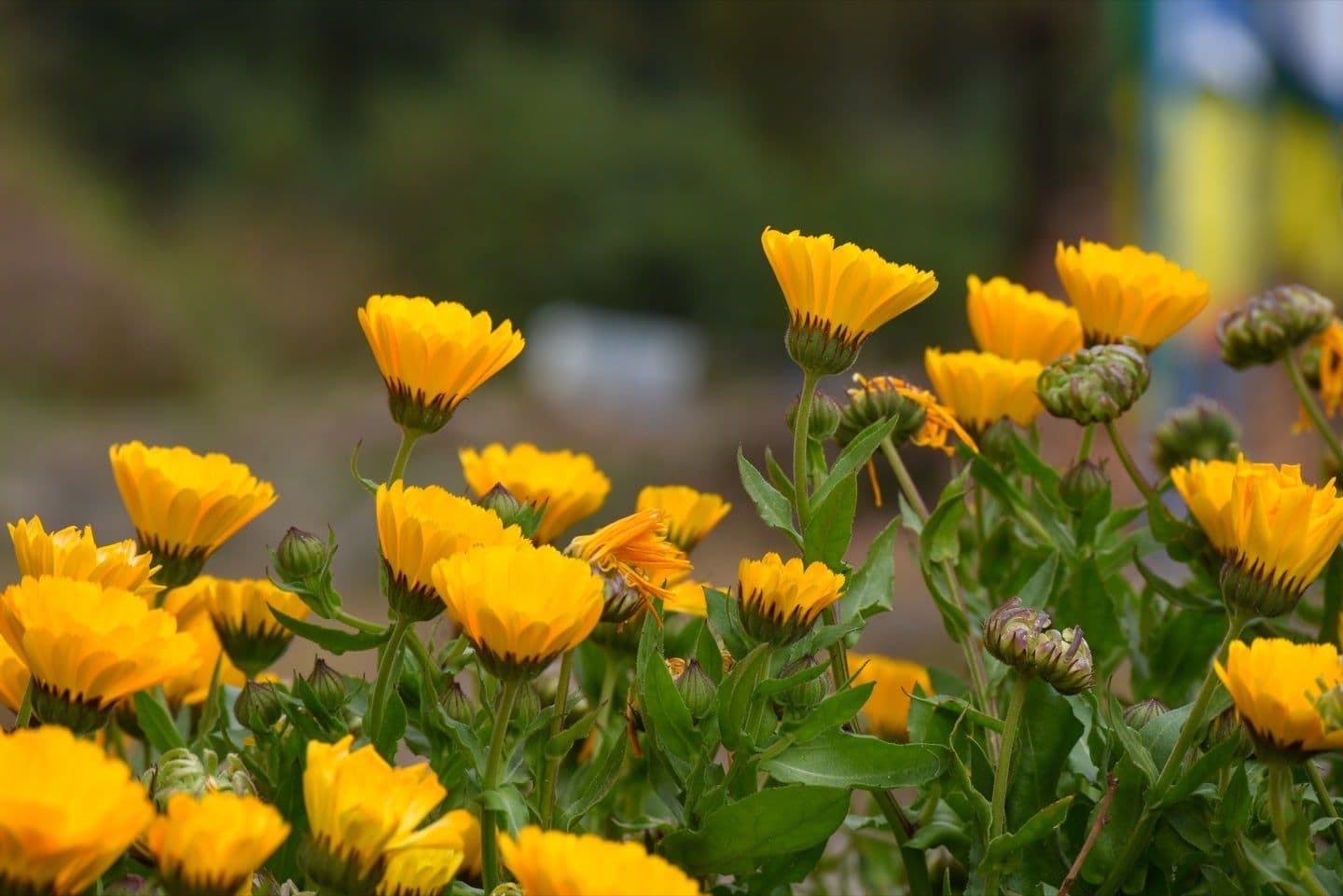 Caléndulas abriendo sus flores amarillentas