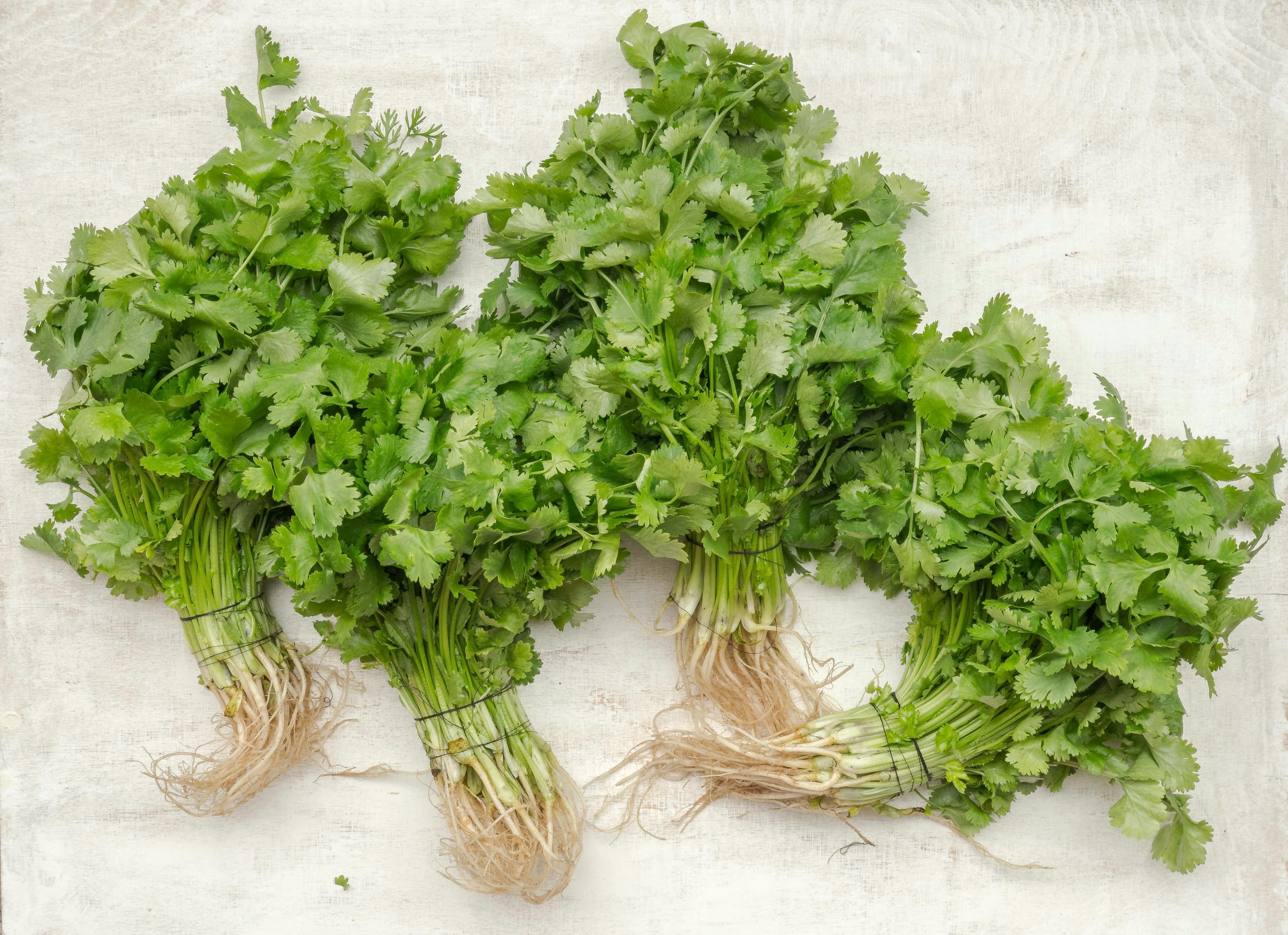 Atados de Cilantro sobre una superficie blanca