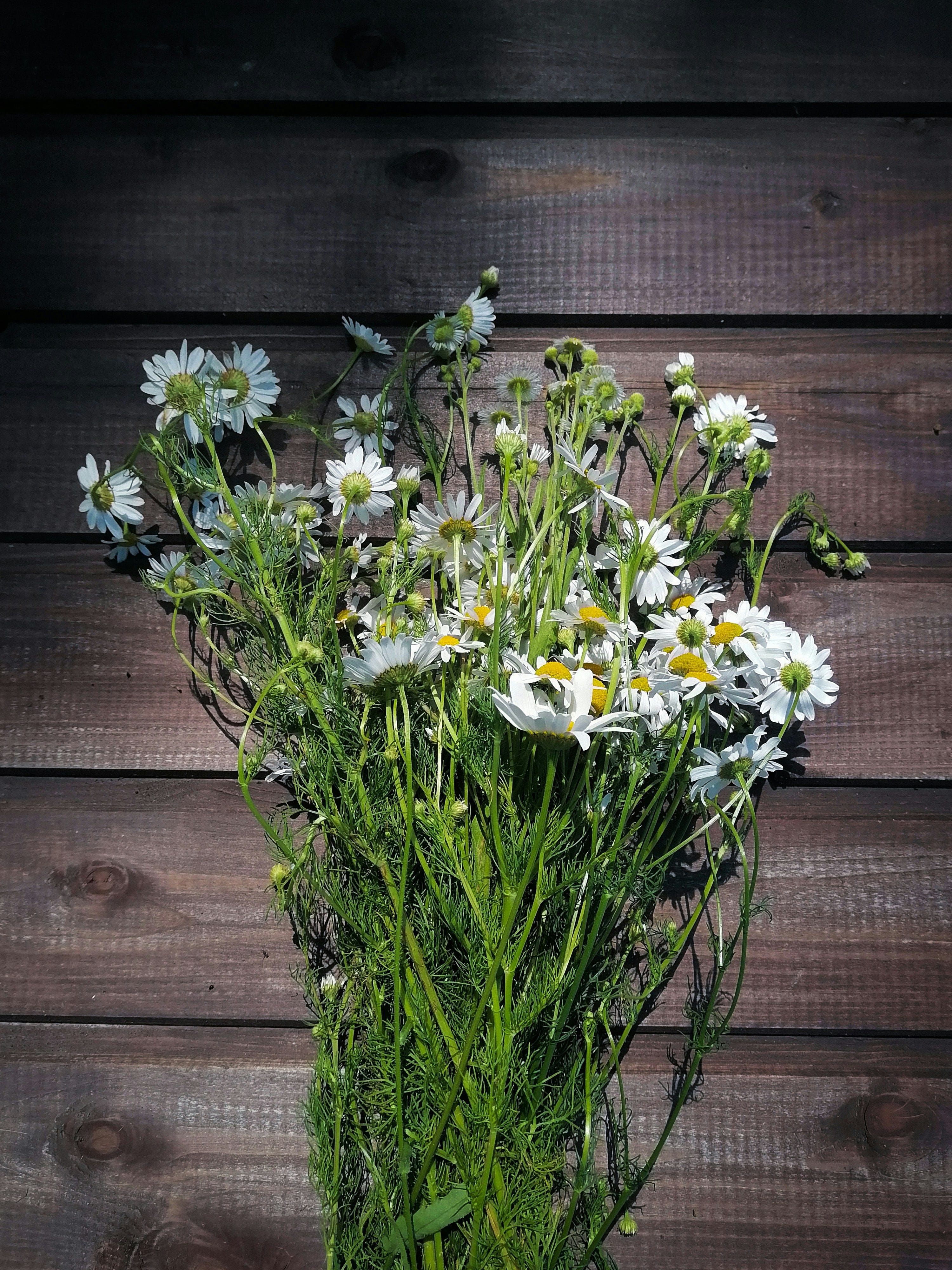 Plantas de Manzanilla cosechadas