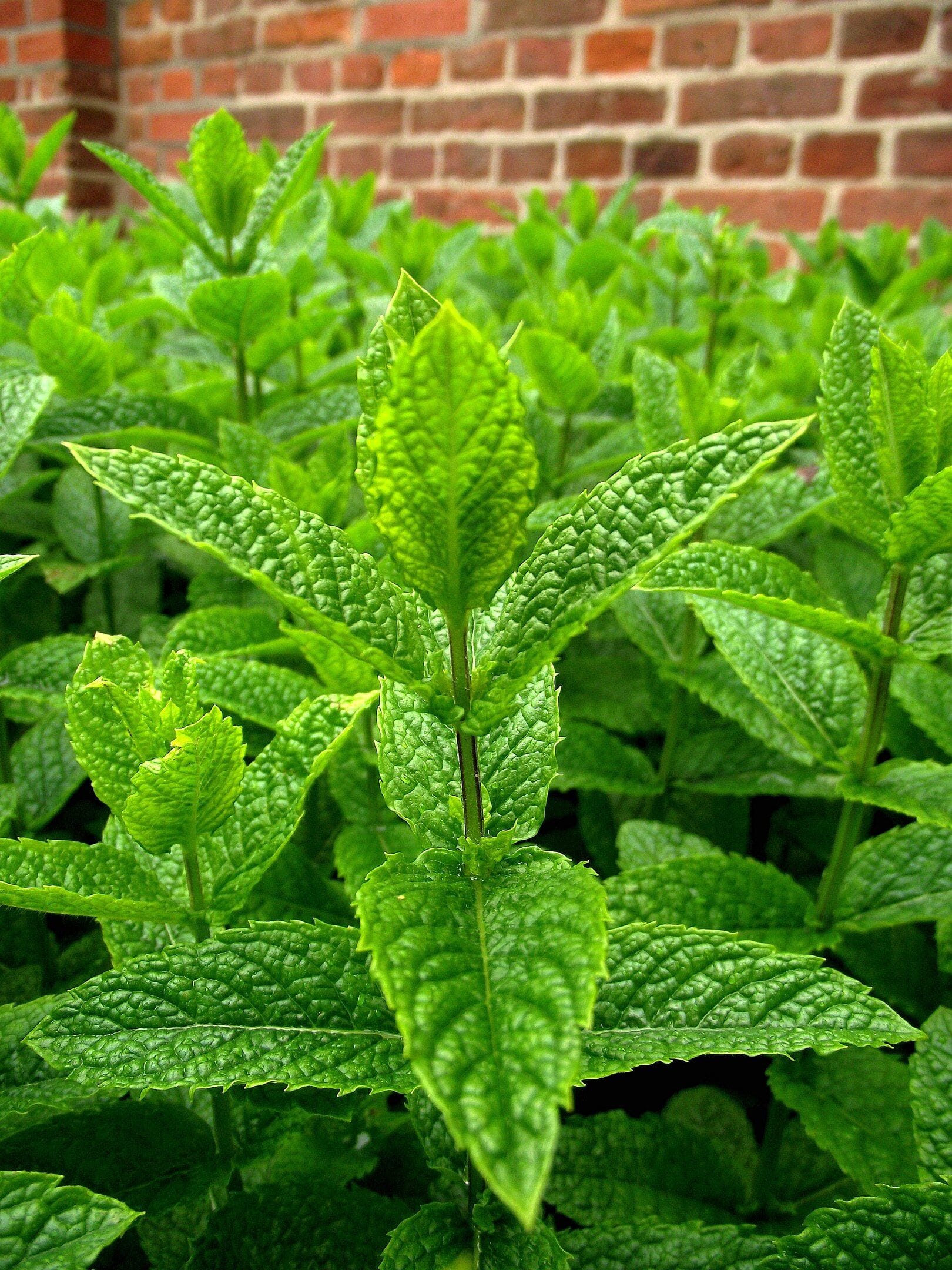 Menta piperita