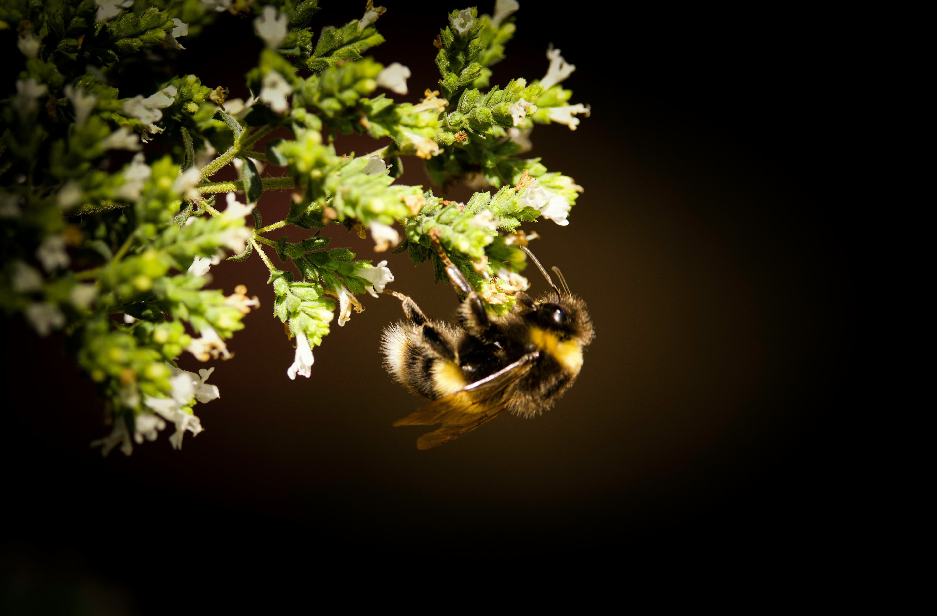 Flores de orégano con un abejorro recolectando néctar