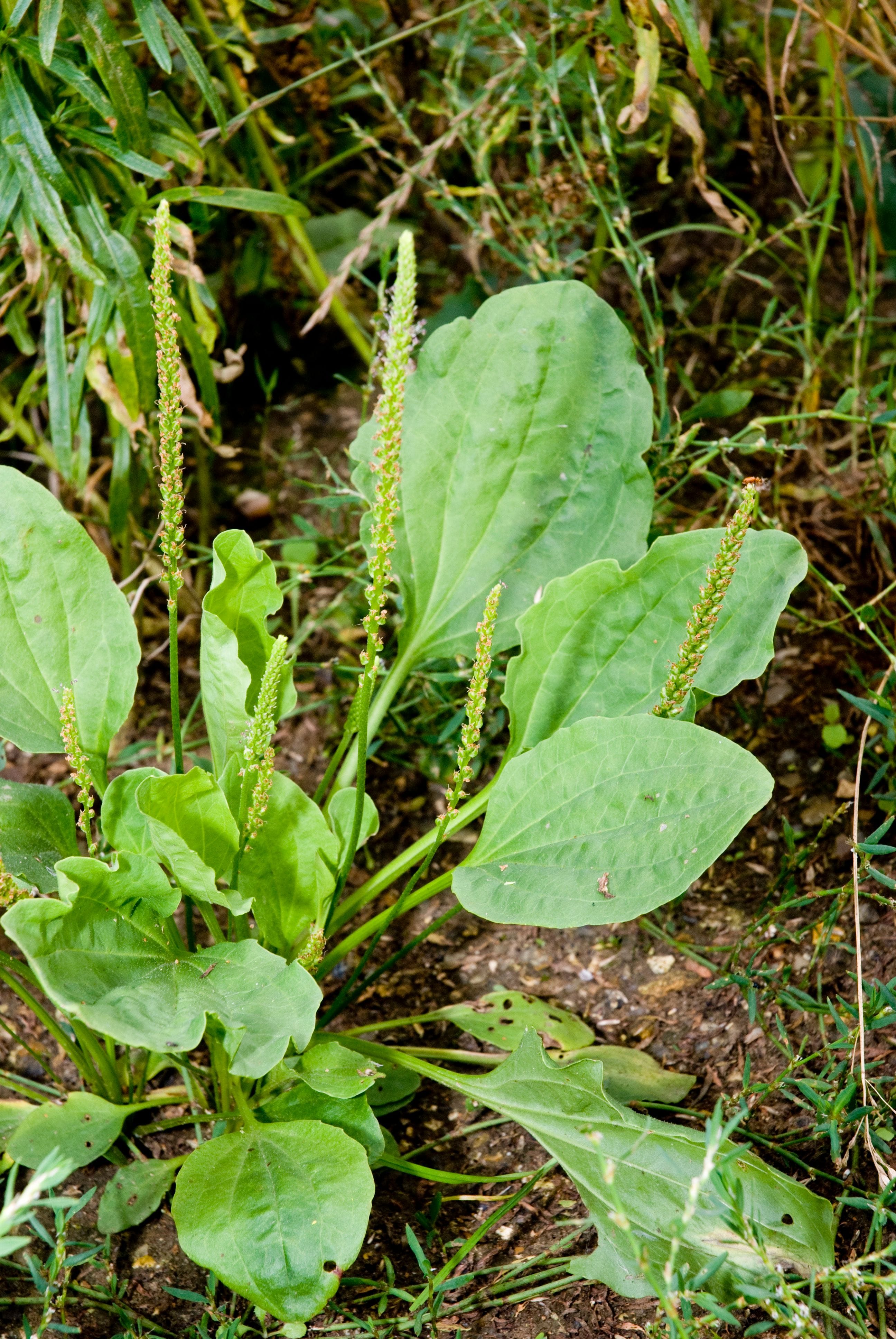 Planta de Llantén mayor en floración