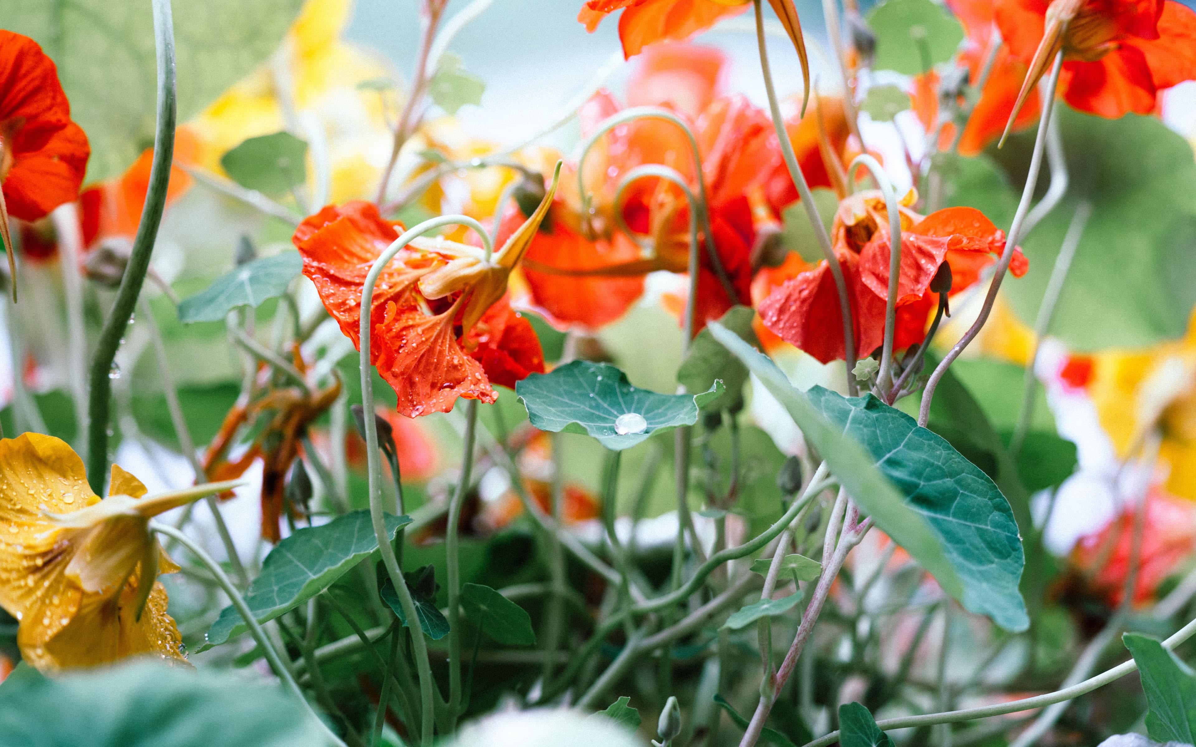 Capuchina en flor de color anaranjado