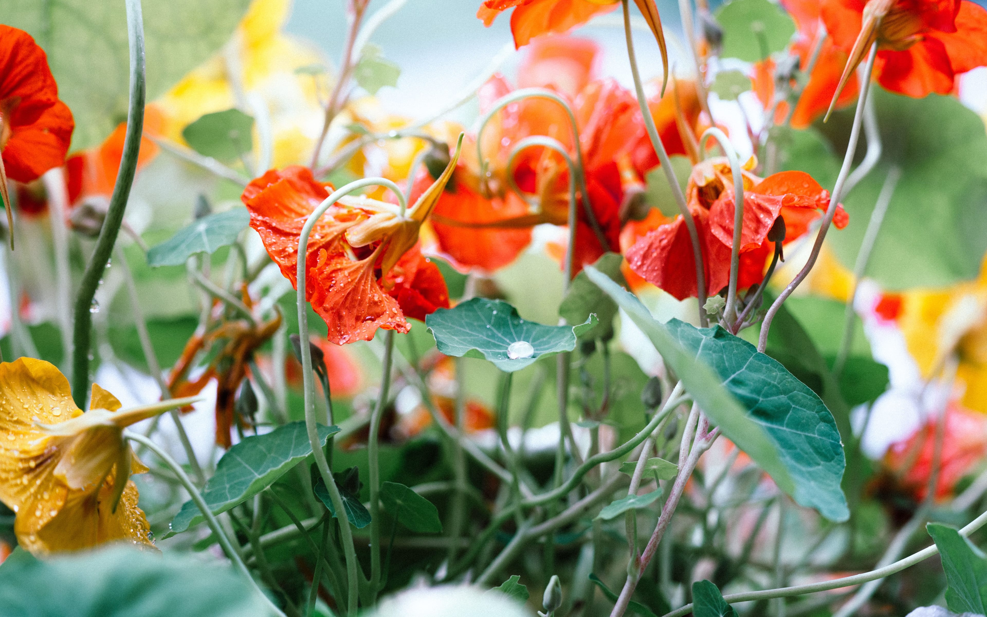 Capuchina en flor de color anaranjado