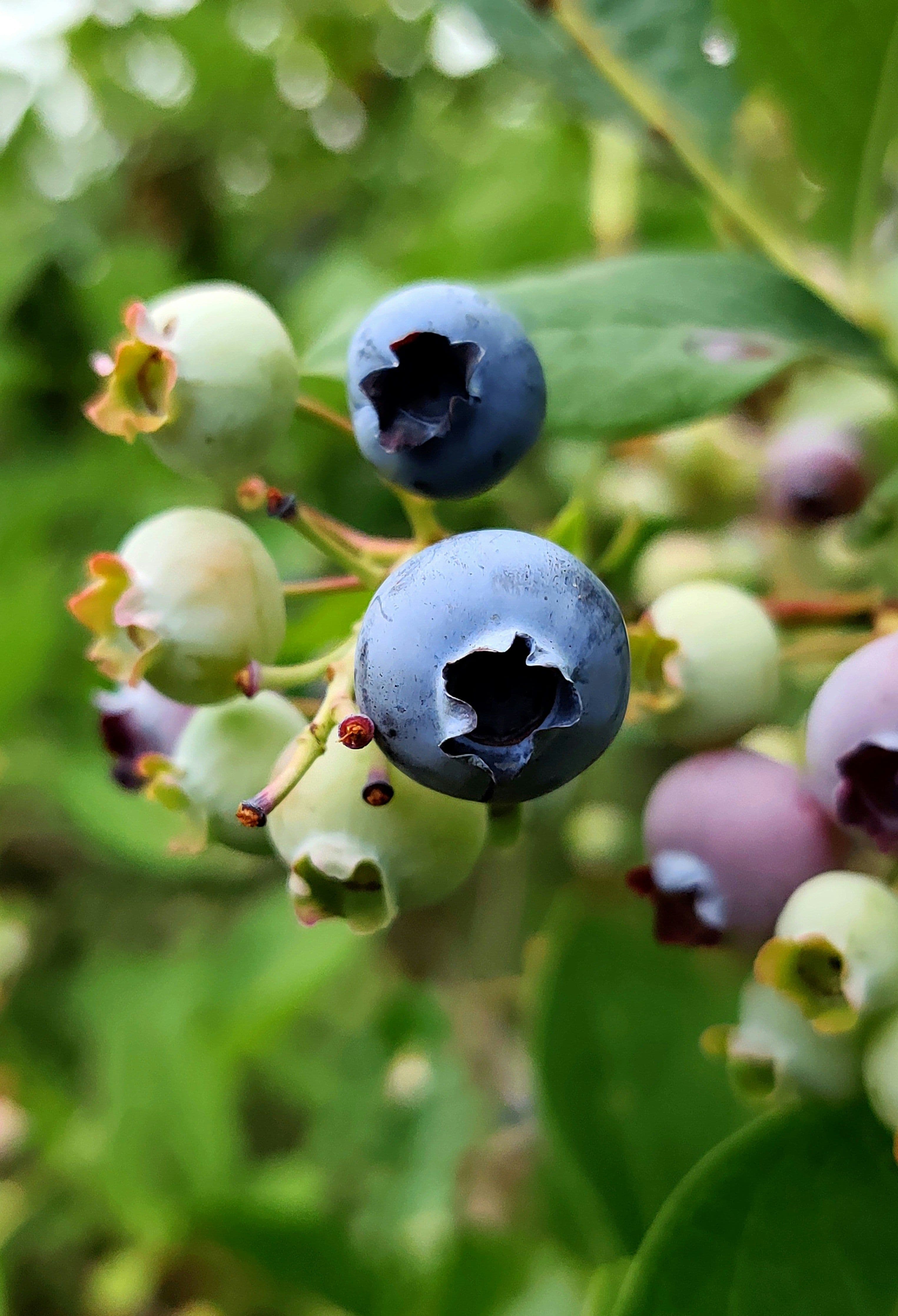 Bayas de arándano azul madurando en la planta