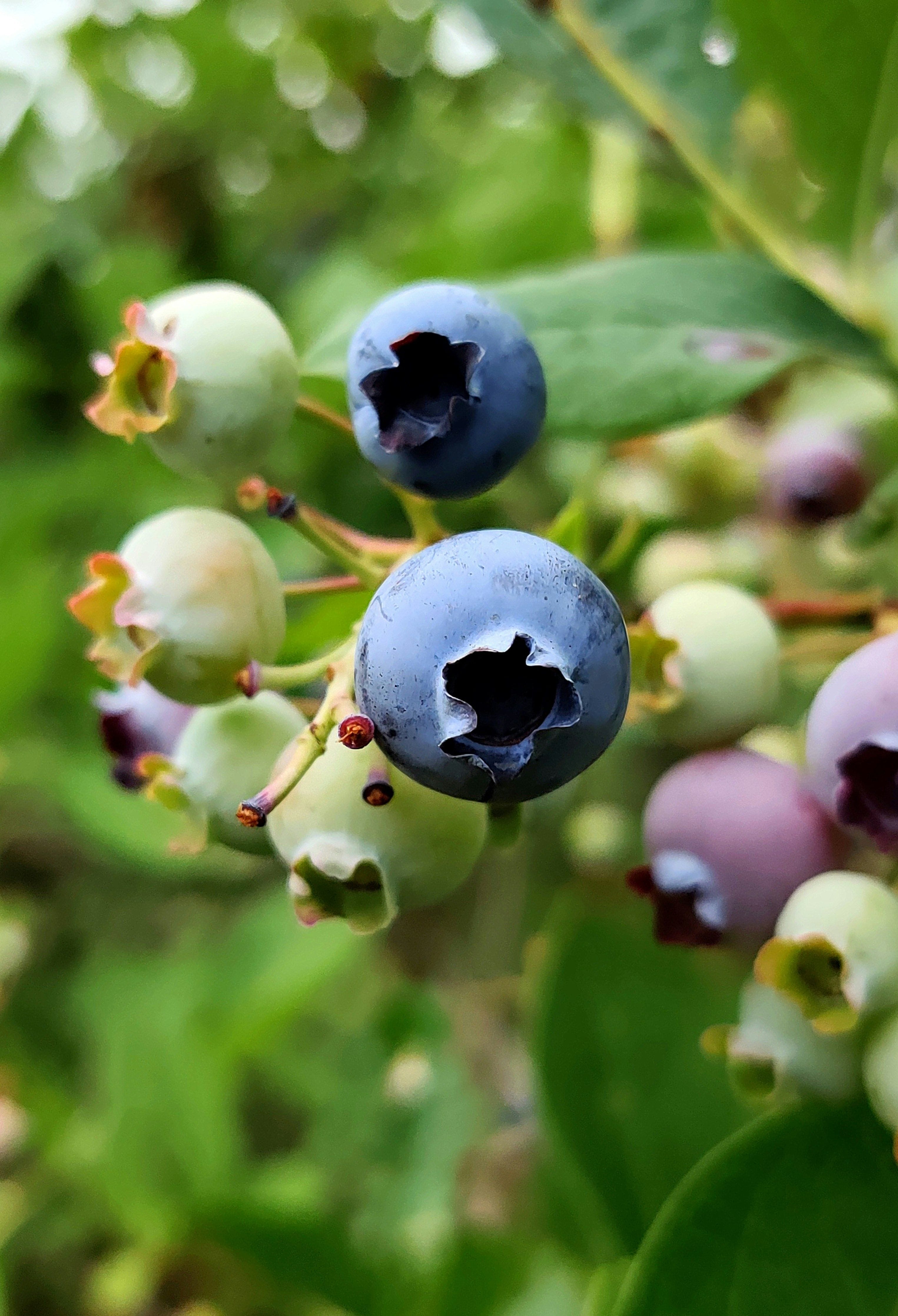Bayas de arándano azul madurando en la planta