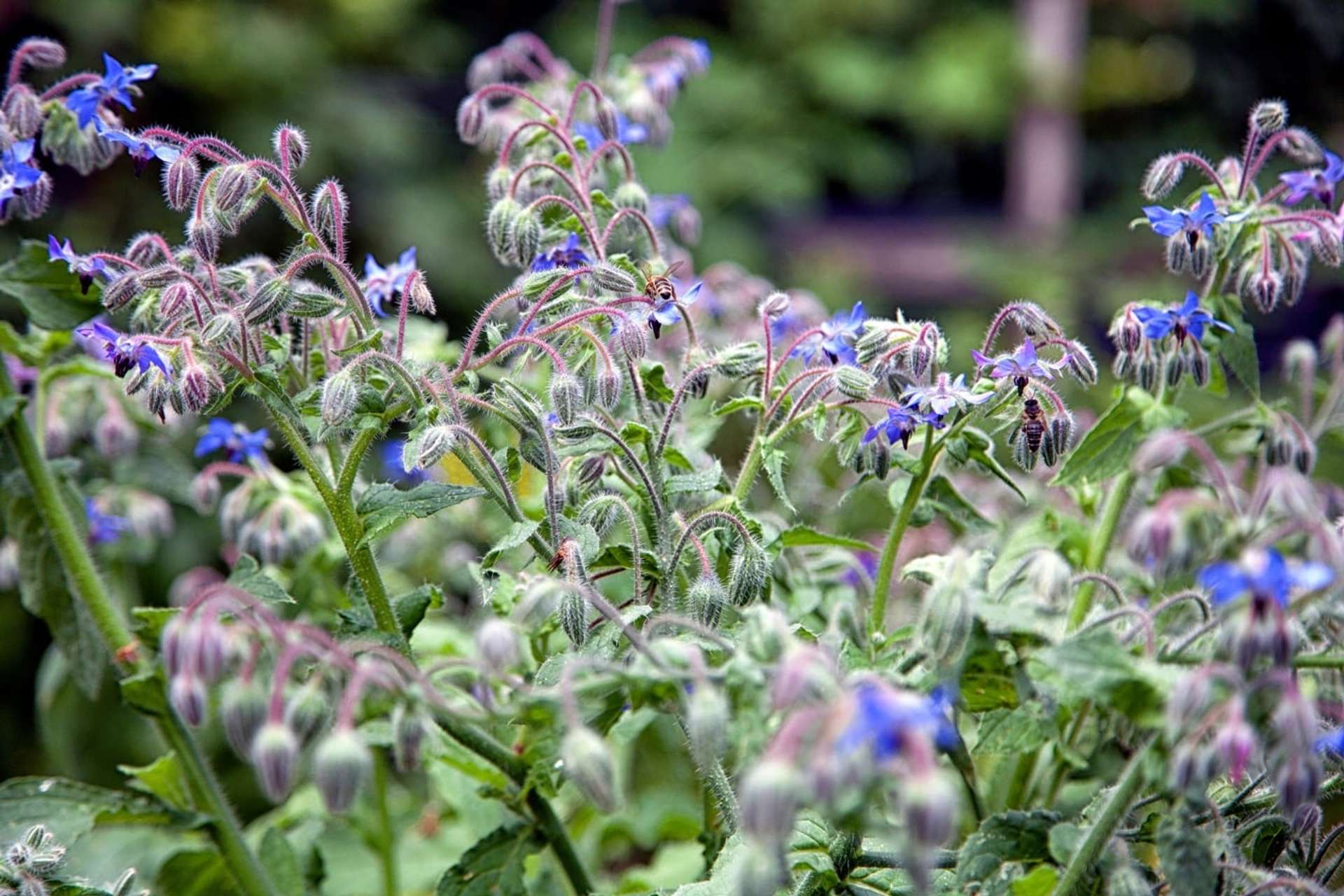 Borrajas de flor azul con la visita de varias abejas