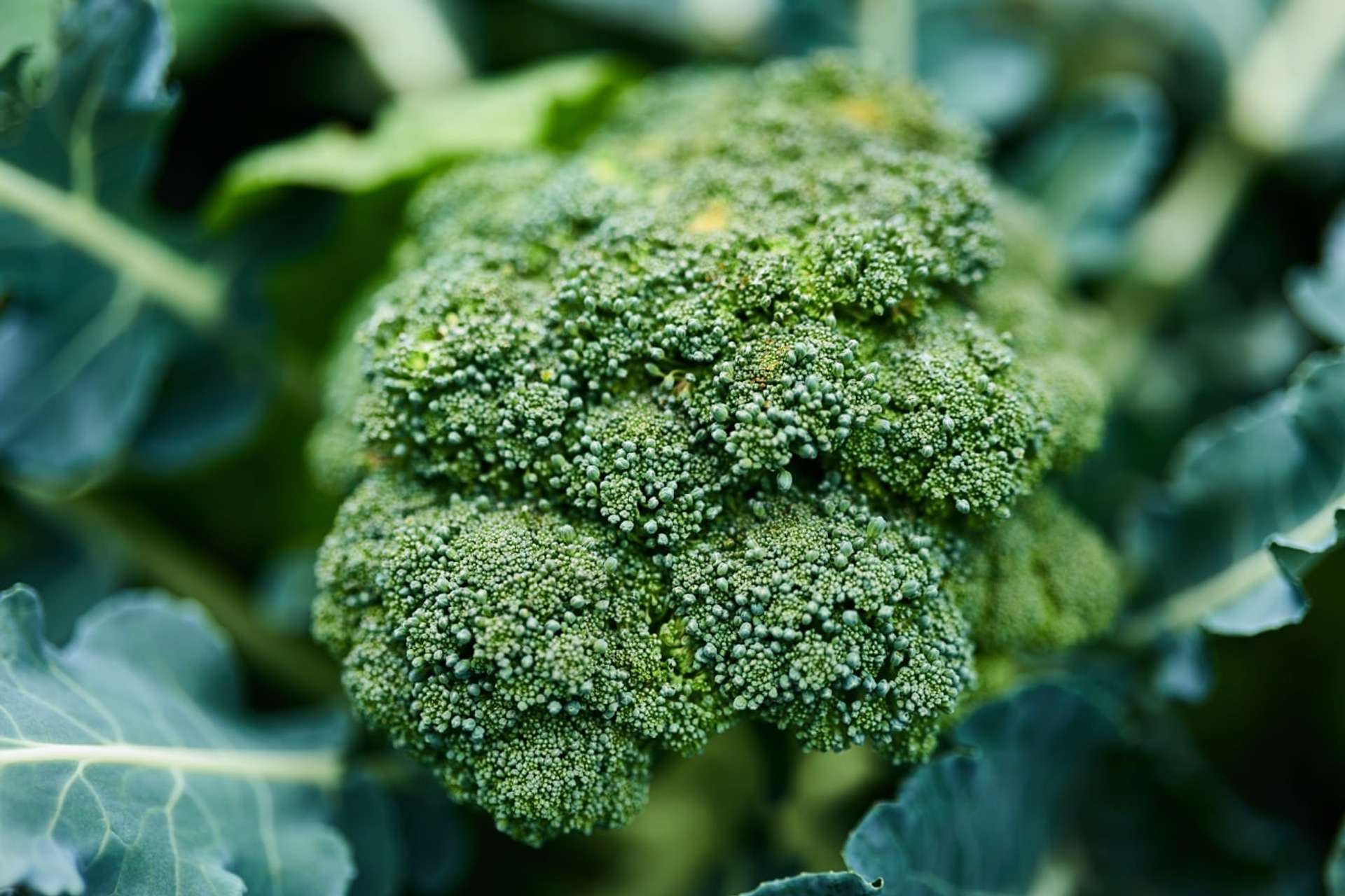 Primer plano de infloración de Brócoli