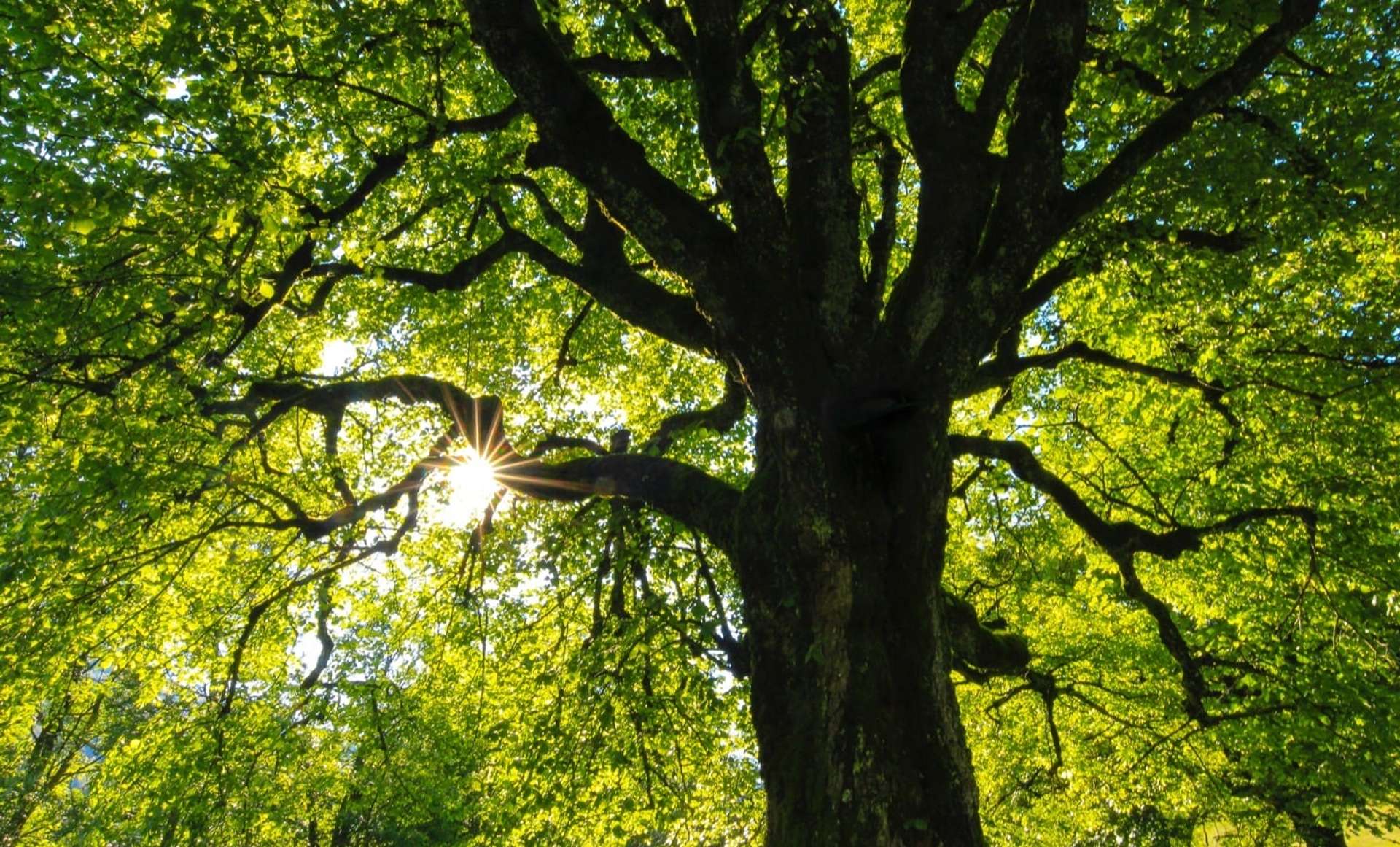 Contrapicado desde la sombra de un roble con el sol atravesando levemente su copa.