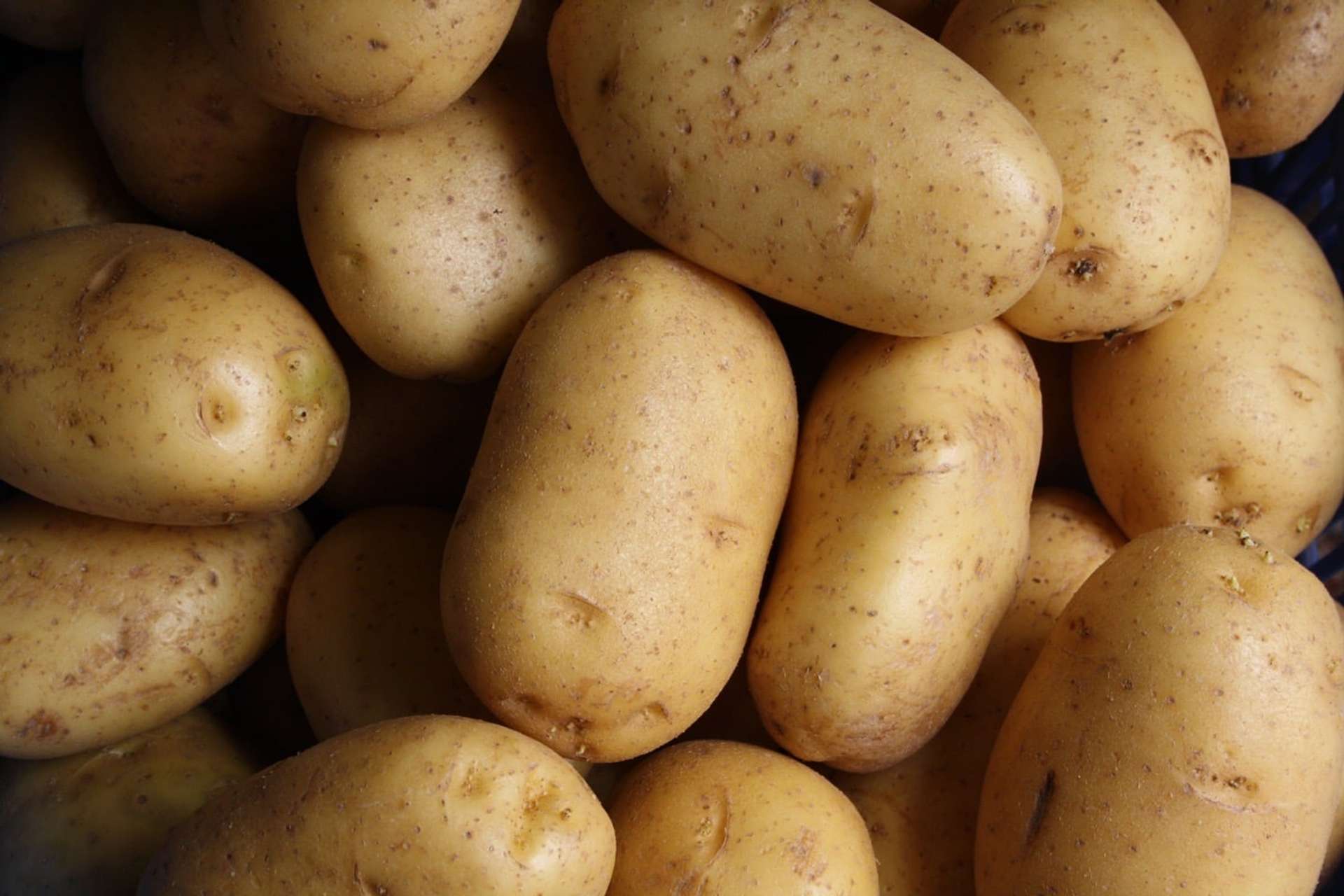 Patatas cosechadas y limpias