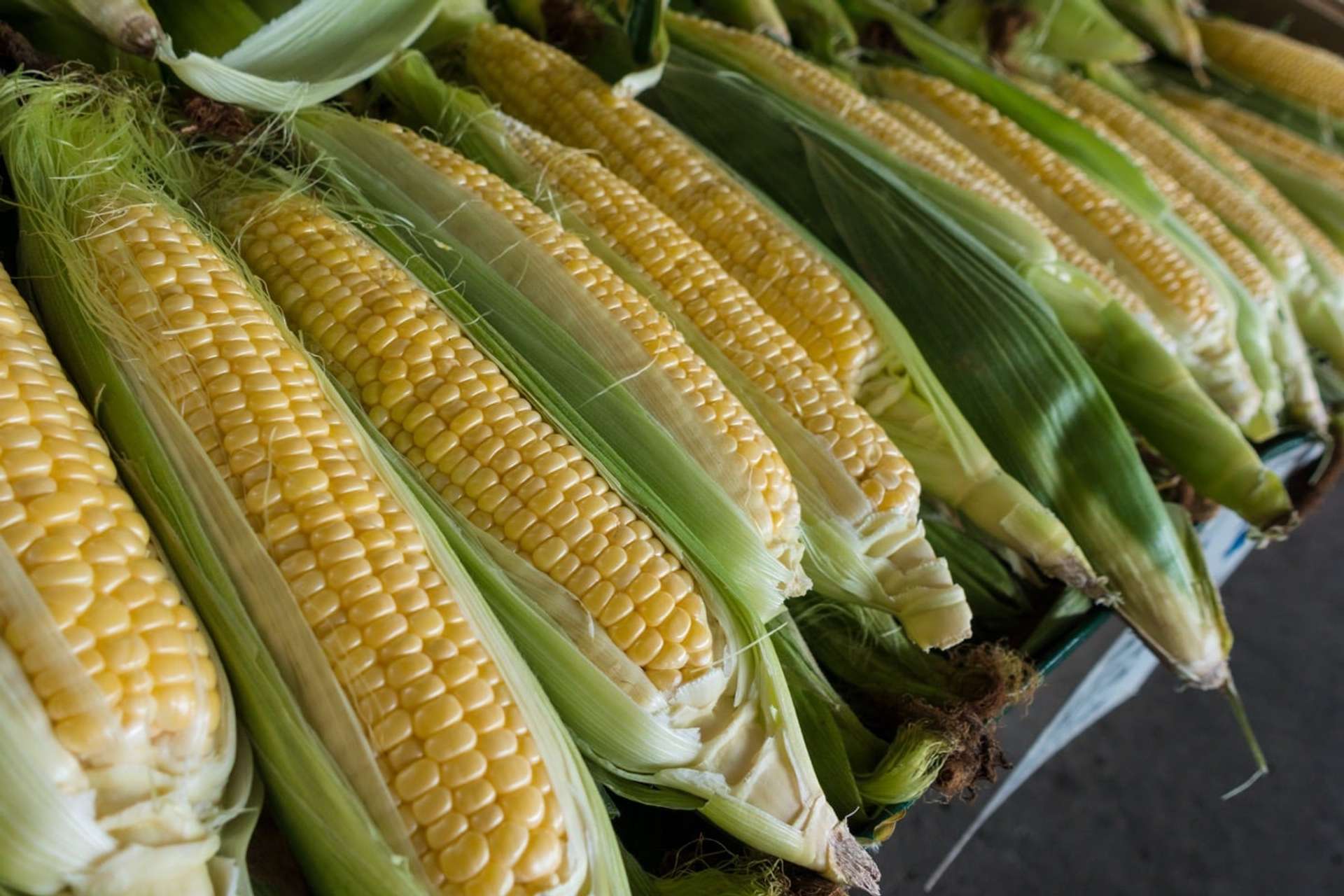 Mazorcas de maíz expuestas