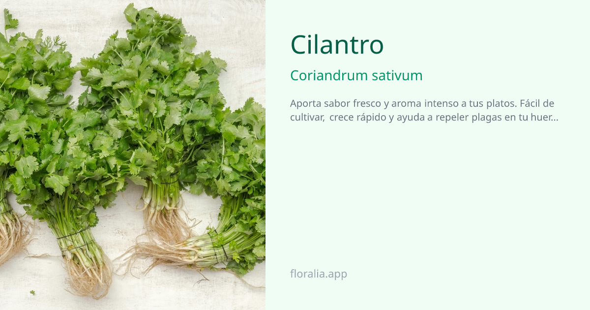 Cilantro (Coriandrum sativum) - Ficha de planta | Floralia
