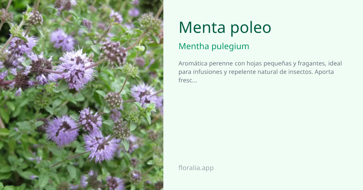 Menta poleo (Mentha pulegium) - Ficha de planta | Floralia